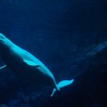 Captan el sonido de una ballena imitando la voz humana
