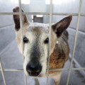 Los Ángeles prohíbe la venta de perros y gatos en las tiendas de animales