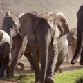 Botsuana amenazada por una plaga de elefantes desde que el rey no acude a cazar