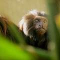 Los diez animales que David Attenborough salvaría de la extinción