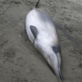 La ballena más rara del mundo es identificada por primera vez en Nueva Zelanda