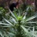 Los estados de Colorado y Washington legalizan la marihuana
