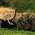 50 elefantes borrachos destruyen un pueblo en la India