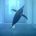 La Marina de EE.UU. retira a los delfines de desminado en favor de robots