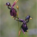 La hermosa y extremadamente rara "orquídea pato volador”
