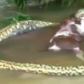 Anaconda gigante regurgita una vaca entera