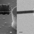 Consiguen primera imagen de ADN a través de un microscopio electrónico