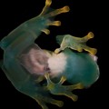 Las sorprendentes ranas transparentes del bosque nuboso de Costa Rica (ING)