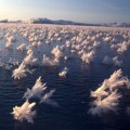 El curioso fenómeno de las "flores de hielo" que crecen sobre el océano Ártico