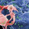 Descubierto el sistema del VIH para penetrar en el sistema inmunitario y propagarse
