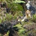 Extraño perro que se creía extinto (visto  por última vez hace 23 años) es fotografiado en Nueva Guinea