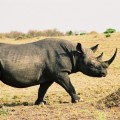 Proponen inyectar veneno o tinte en el cuerno de los rinocerontes para protegerlos de los cazadores (EN)