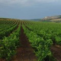 La Ribera de Duero, elegida mejor región vitivinícola del mundo