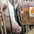 Nueve detenidos por crueldad hacia los animales en una granja de Wyoming [ENG]