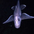 Un extraño pez de las profundidades: la quimera
