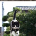Fotógrafo registra la realidad de Fukuoka, una isla dominada por gatos [PT]