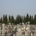 ¿Por qué en los cementerios hay plantados cipreses?