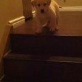 El perro que no sabía bajar las escaleras