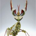 La fascinante mantis diabólica