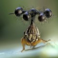Este insecto brasileño es probablemente el bicho más raro del mundo