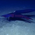 El primer vídeo sexual de unos calamares de aguas profundas resuelve el misterio de su largo "pene"