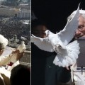 Paloma de la paz atacada por gaviota en el Vaticano
