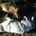 Matanza salvaje de perros en Punta Umbria