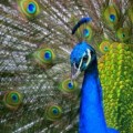 Pantallas de libro electrónico a color gracias a las plumas del pavo real (ING)