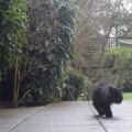 Caffrey, un gato que sabe andar solo con las patas derechas