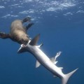 Fotografían a un lobo marino cazando tiburones