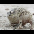 El extraño sonido de la rana de lluvia de Namaqua