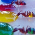 Hormigas de colores