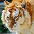 El rarísimo tigre de fresa (sólo existen 30)