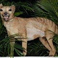 El tigre de Tasmania oficialmente extinguido