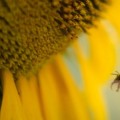 Monsanto compra compañía que investiga la desaparición de abejas por pesticidas [ENG]