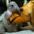 Una marioneta hace de mamá de un pollo de cóndor para liberarlo en la naturaleza