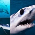 Primer plano del tiburón más aterrador del océano [Eng]