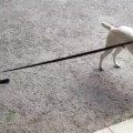 Un gato llevando a un perro a su casa
