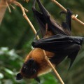 Confirman que los murciélagos practican el cunnilingus [ENG]