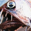 28 fotografías de peces que te harán besar tierra firme [ENG]
