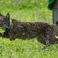 La población de linces se triplica en Andalucía en los últimos diez años