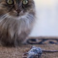 ¿Por qué los gatos traen animales muertos a casa?