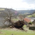El árbol más antiguo de Gales derribado por el viento [ENG]
