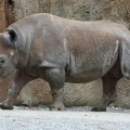 Declaran extinto al rinoceronte negro en África Occidental