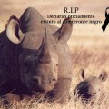 Falso rumor acerca de la extinción del Rinoceronte Negro