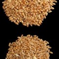El CSIC pide cultivar trigo transgénico apto para celíacos