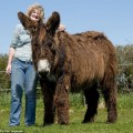 Una mujer cuida de 22 burros Baudet du Poitou en peligro de extinción