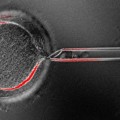 Obtenidas mediante clonación células madre embrionarias de personas