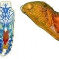 Escaner 3D revela la metamorfosis de oruga a mariposa (ING)