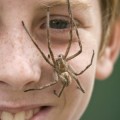 5 mitos sobre las arañas
